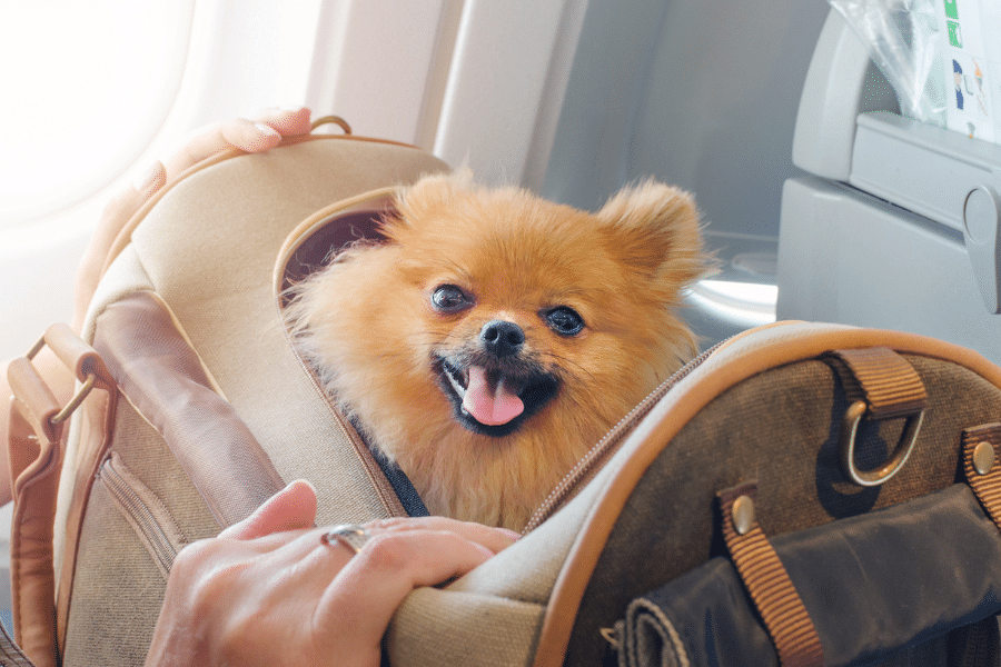 travel with dog on airplane