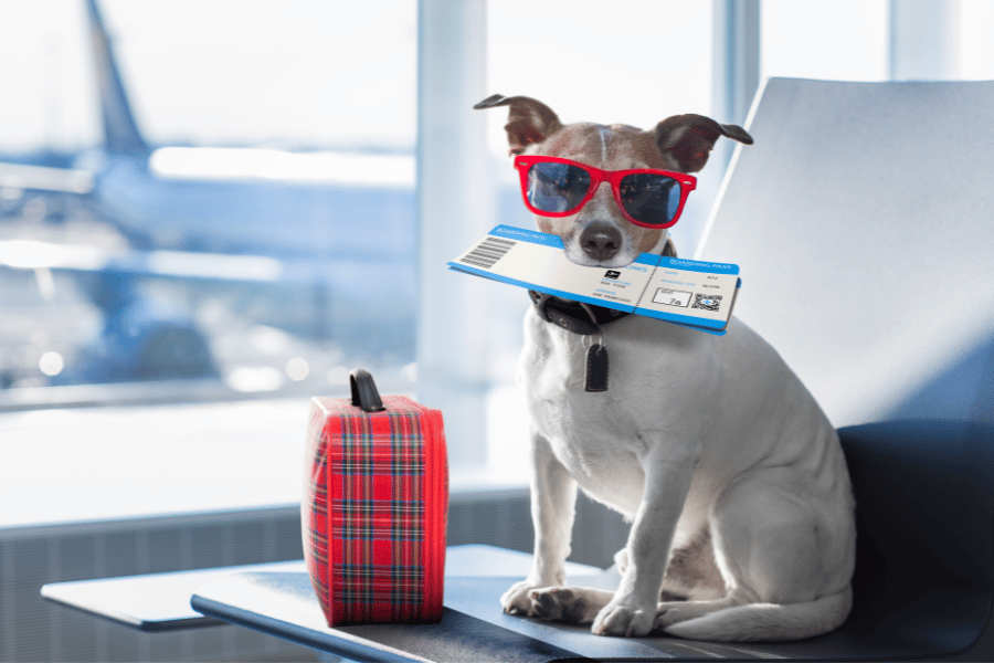 Moving abroad with pets