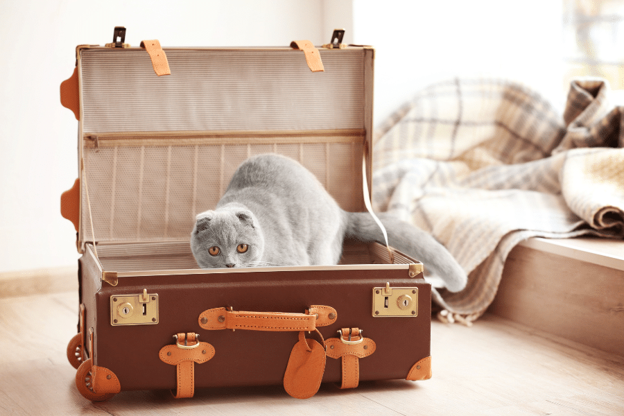 Cat travel